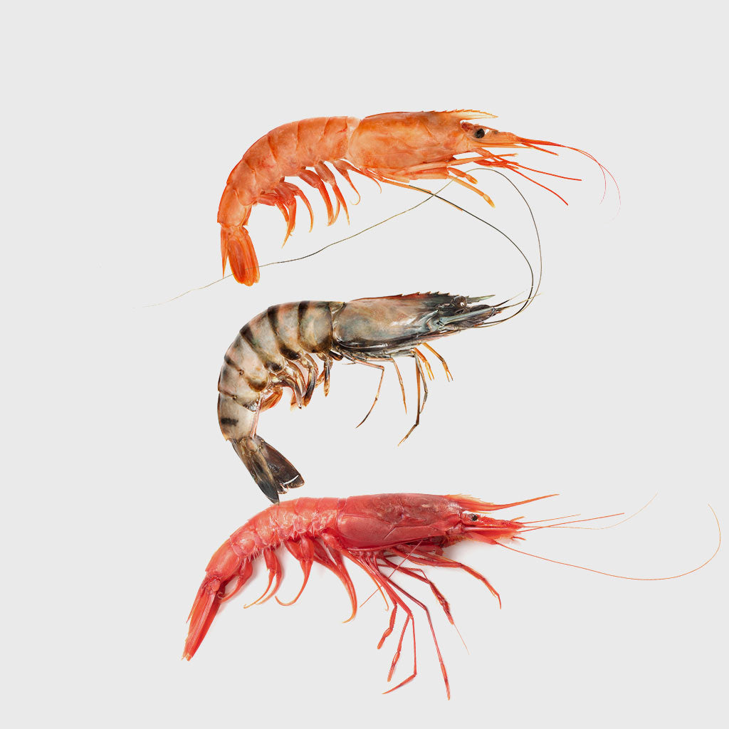 Shrimp Seafood AZ at HONEST CATCH