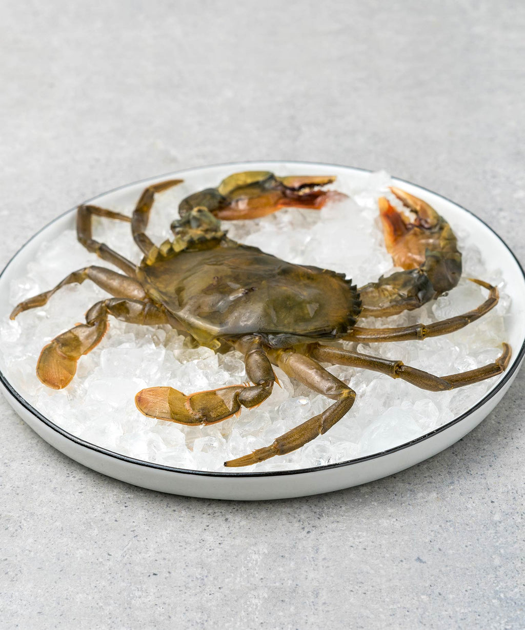 SoftShell Crab jetzt bequem online kaufen HONEST CATCH