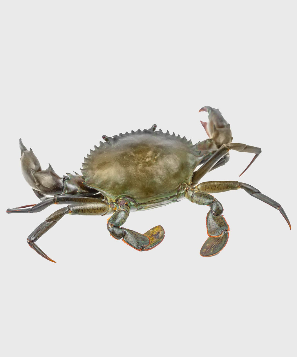 SoftShell Crab jetzt bequem online kaufen HONEST CATCH