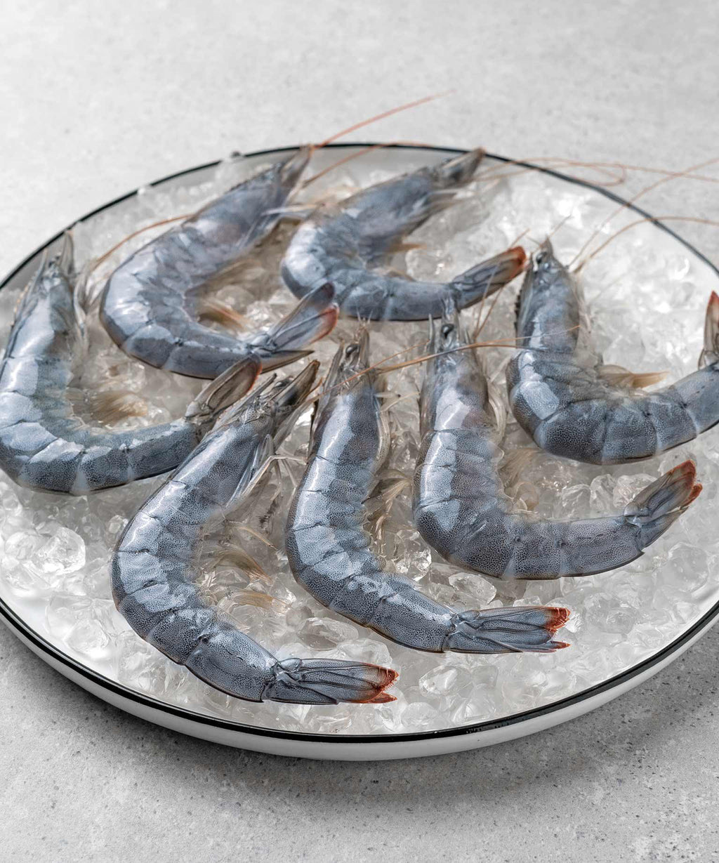 Frische Bayerische Garnele online kaufen HONEST CATCH