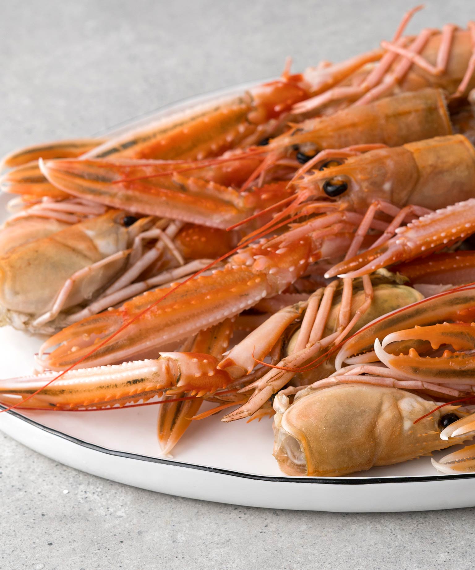 Kaisergranat Karkassen Online Kaufen HONEST CATCH Kaisergranat Karkassen Online Kaufen HONEST CATCH