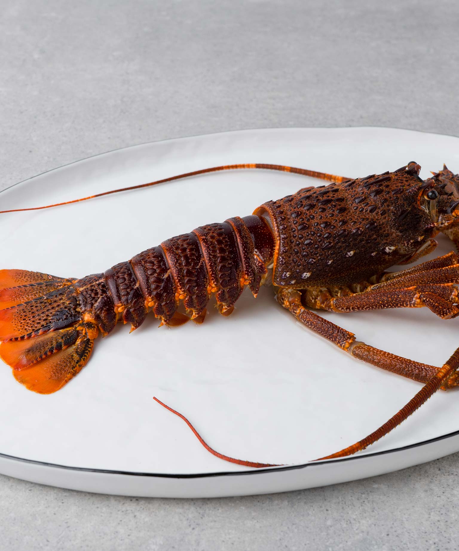 Buy Tristan rock lobster whole online | HONEST CATCH Buy Tristan rock lobster whole online | HONEST CATCH