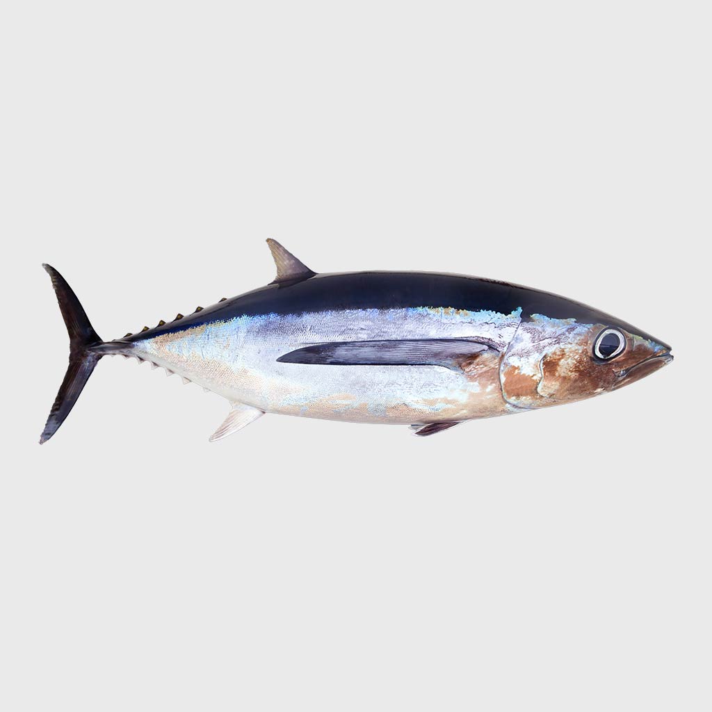 Thunfisch | Seafood A-Z bei HONEST CATCH