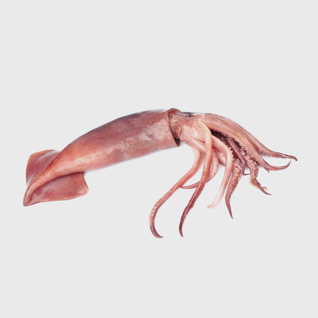 Calamari | Seafood A-Z bei HONEST CATCH