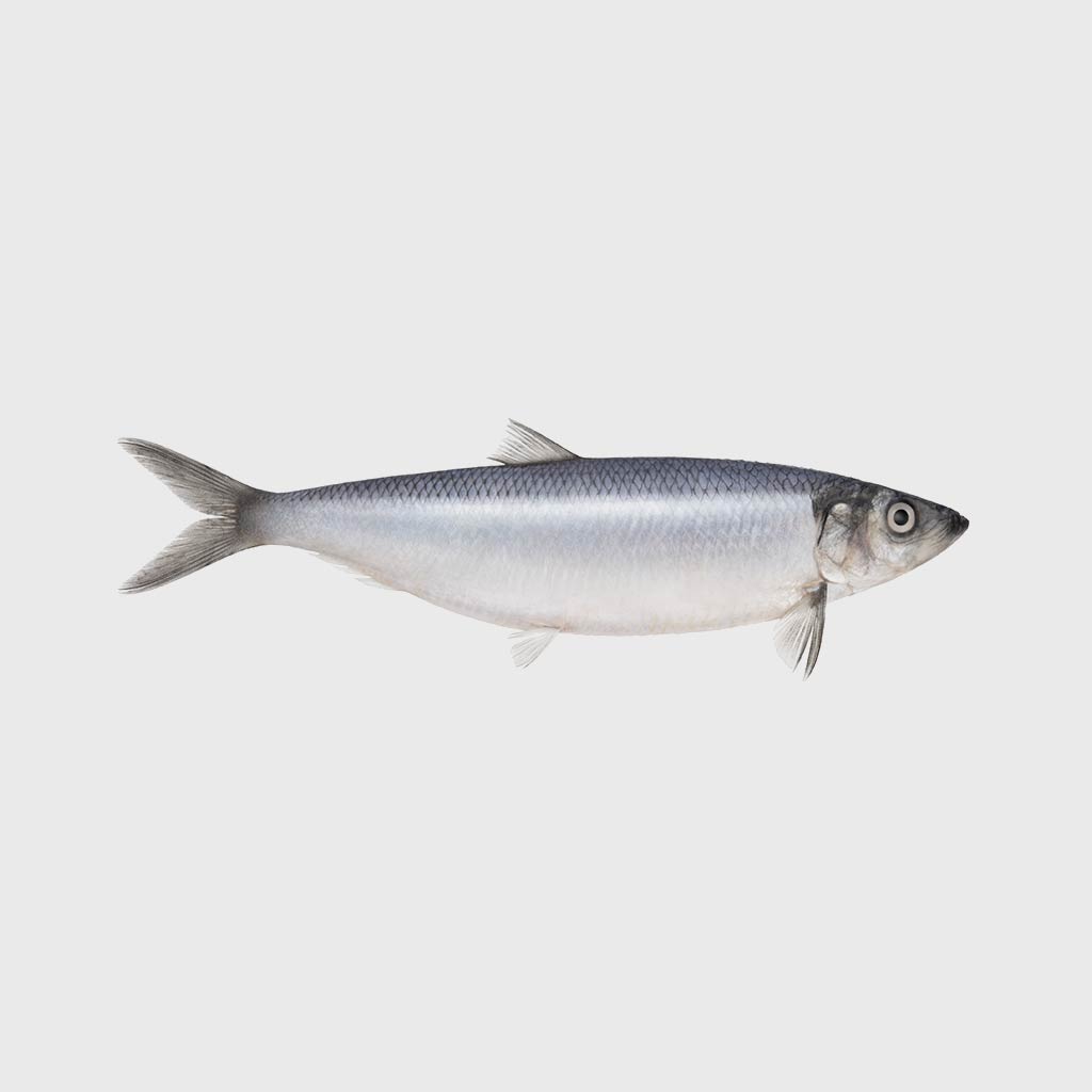 Matjes | Seafood A-Z bei HONEST CATCH