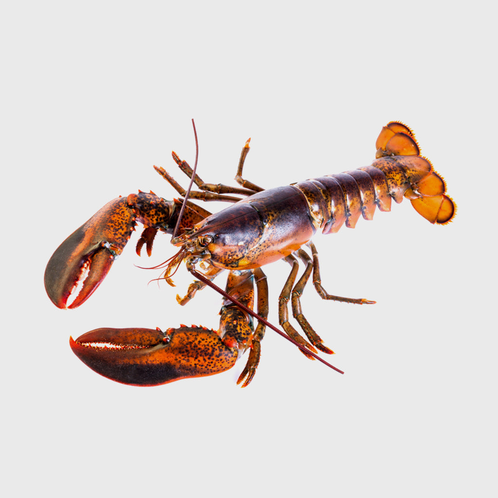 Hummer | Seafood A-Z bei HONEST CATCH