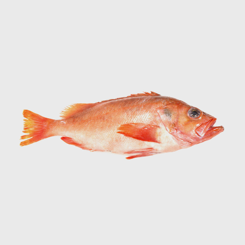 Redfish | Seafood A-Z at HONEST CATCH