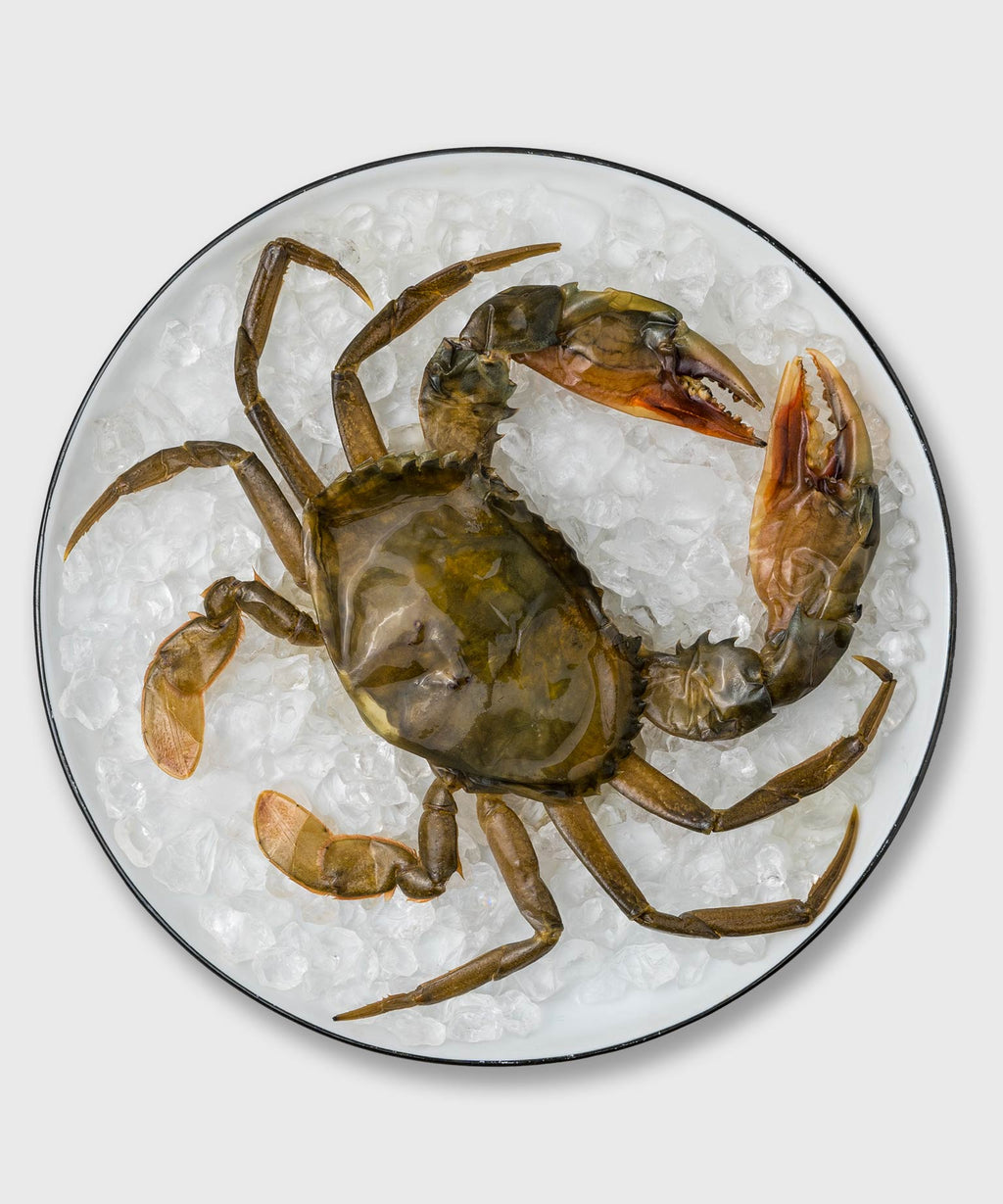 SoftShell Crab jetzt bequem online kaufen HONEST CATCH