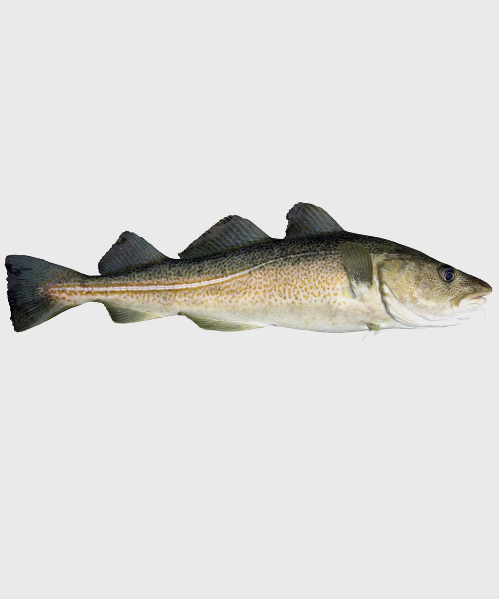Skrei Filet online kaufen | HONEST CATCH