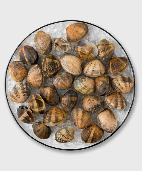 venusmuscheln aufbewahren Venusmuscheln mit Schale online kaufen