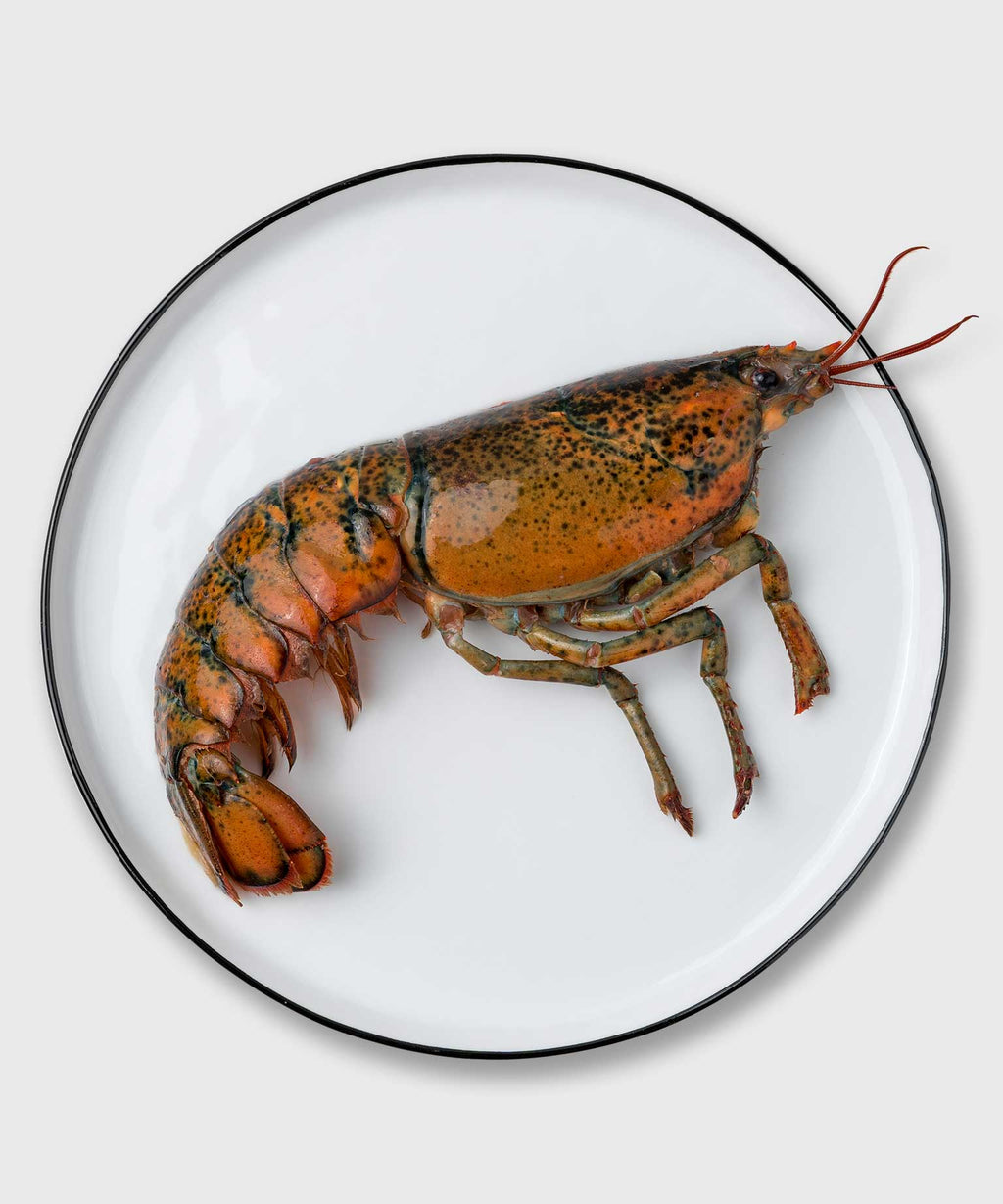 Kanadischer Hummer, halbiert, online kaufen HONEST CATCH